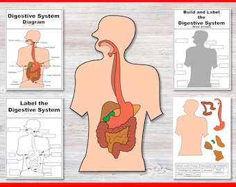 Build and label the Digestive System | Anatomy Worksheets | Middle school anatomy | High School Biology