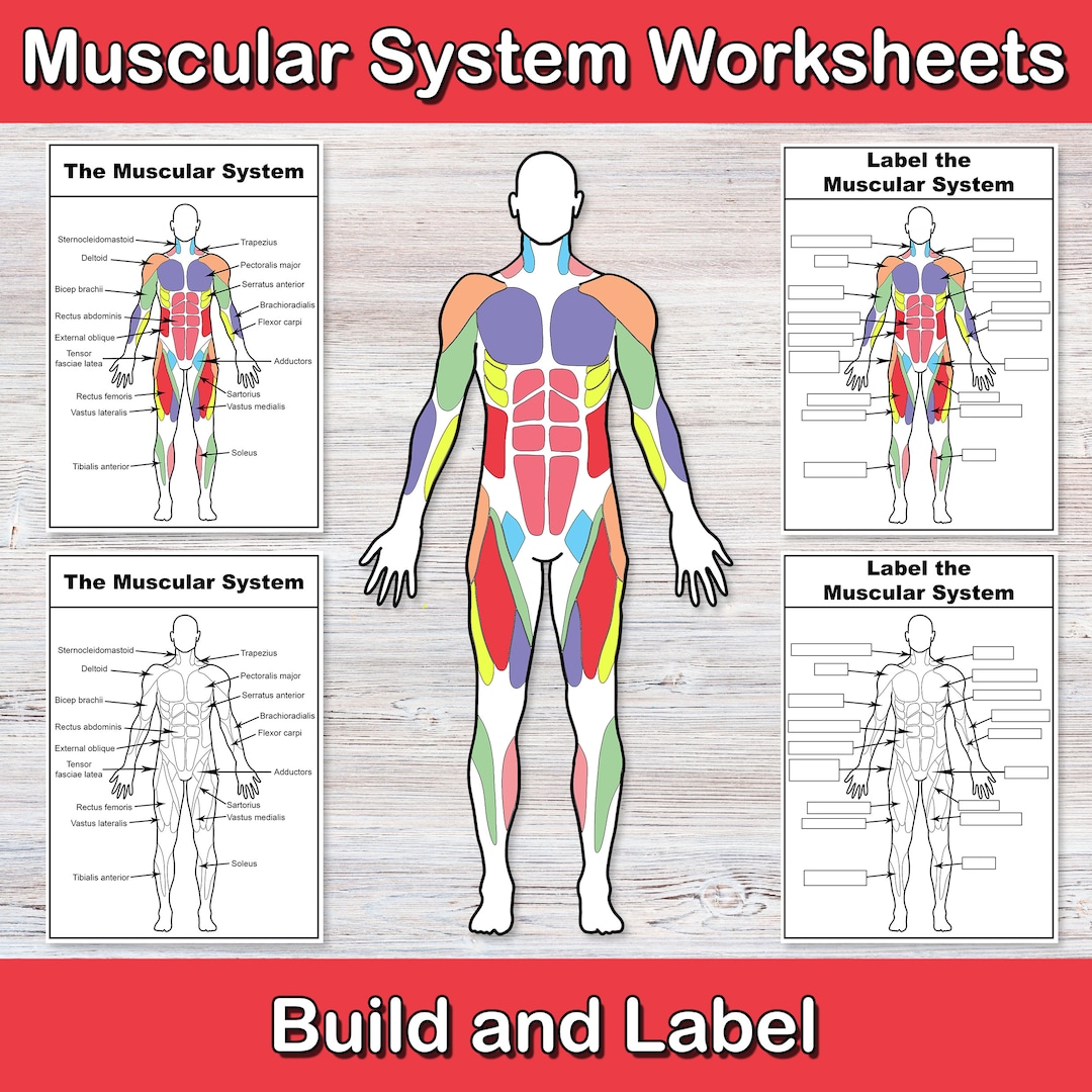 build-and-label-the-muscular-system-anatomy-worksheets-muscle-activities-human-body-biology-for-middle-school-high-school-my-body-etsy