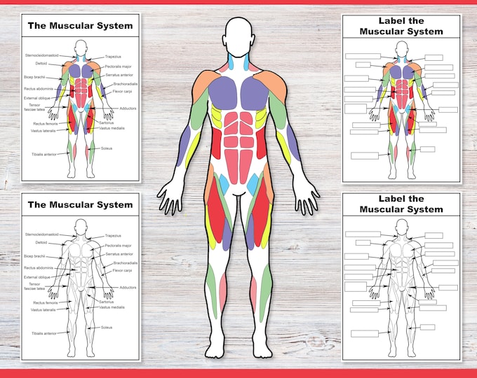 Anatomy Worksheet Bundle | Build and Label the Human Body | Human ...
