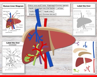 Build and label the human liver | Anatomy Worksheets | liver Activities | Human Body | Biology for middle school high school |  Digestive