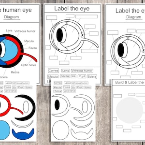 The human eye, Build and Label the eye , Biology, Human anatomy poster, Eye Anatomy Labeling Diagram