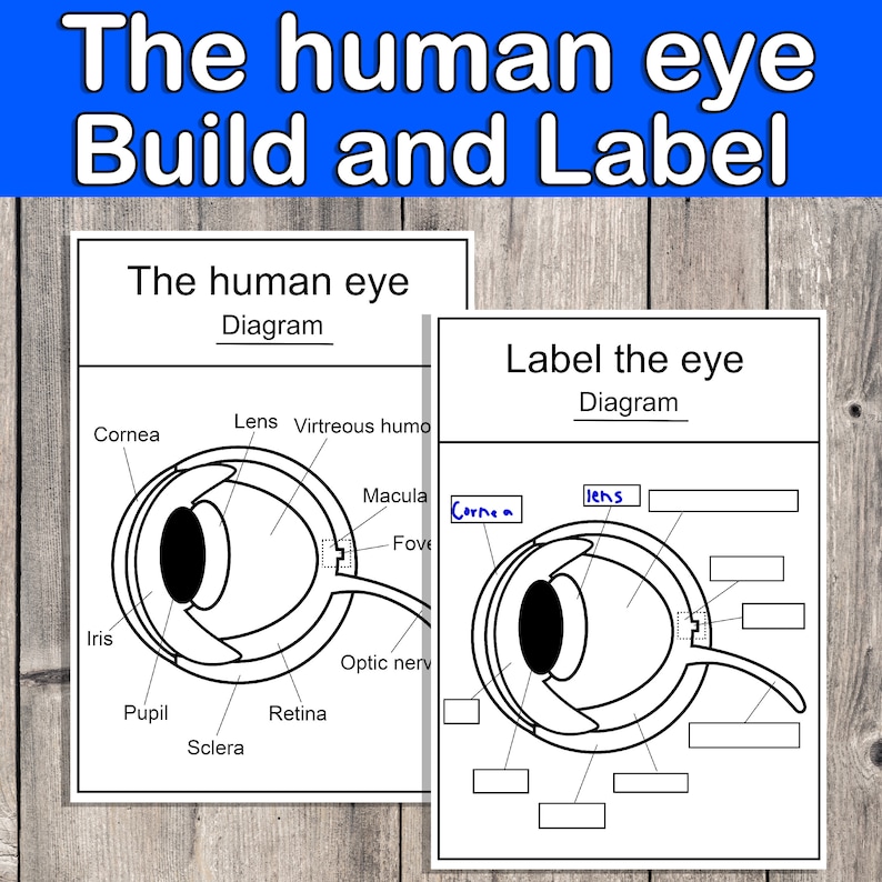 The Human Eye, Build and Label the Eye , Biology, Human Anatomy Poster