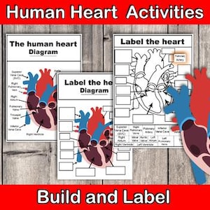 Label the heart poster, Human Heart Anatomy Craft,  Build and Label Biology Activity, Build the human heart, Biology poster, labelled heart