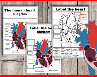 Label the heart poster, Human Heart Anatomy Craft,  Build and Label Biology Activity, Build the human heart, Biology poster, labelled heart