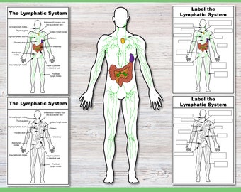 Build and label the Lymphatic System | Anatomy Worksheets | lymph Activities | Human Body | Biology middle school high school | Lymphologist