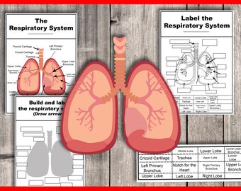 Respiratory system activities build and label the human lungs