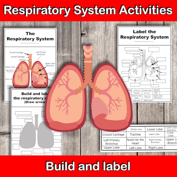 Respiratory system activities build and label the human lungs