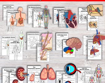 Anatomy Worksheet Mega Bundle | Build and Label the Human Body | Human Anatomy Busy Book | Homeschool Resources Anatomy Worksheets Muscular