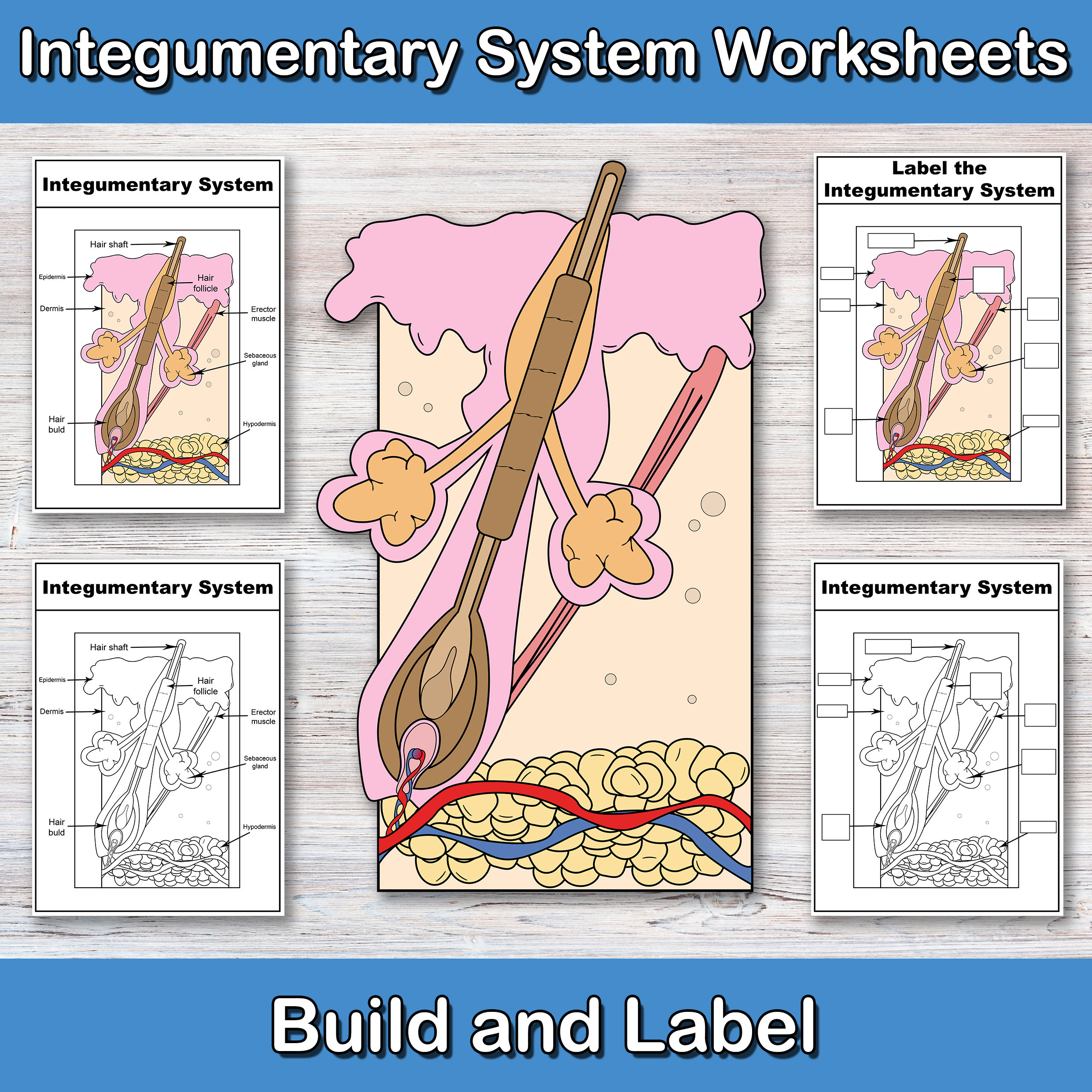 Integumentary System Diagram Worksheet
