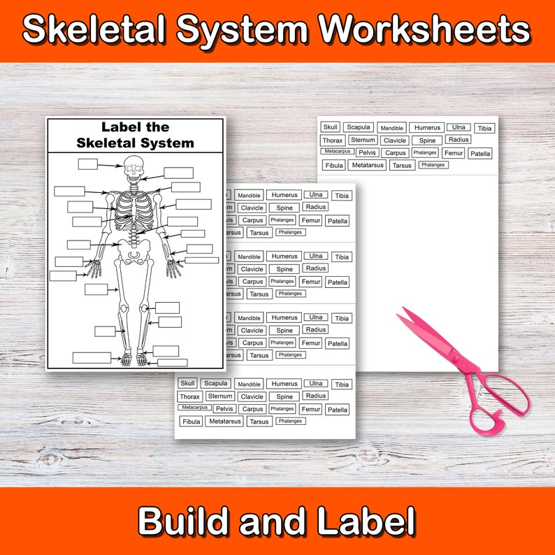 Build and Label the Skeletal System Anatomy Worksheets Biology