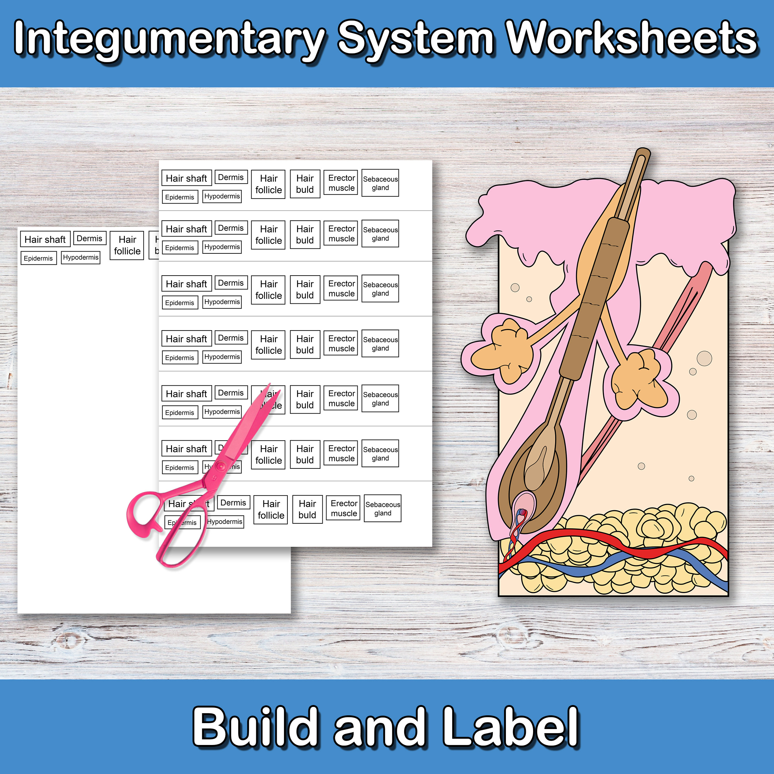 Build and Label the Integumentary System Anatomy Worksheets Skin Activities Human Body