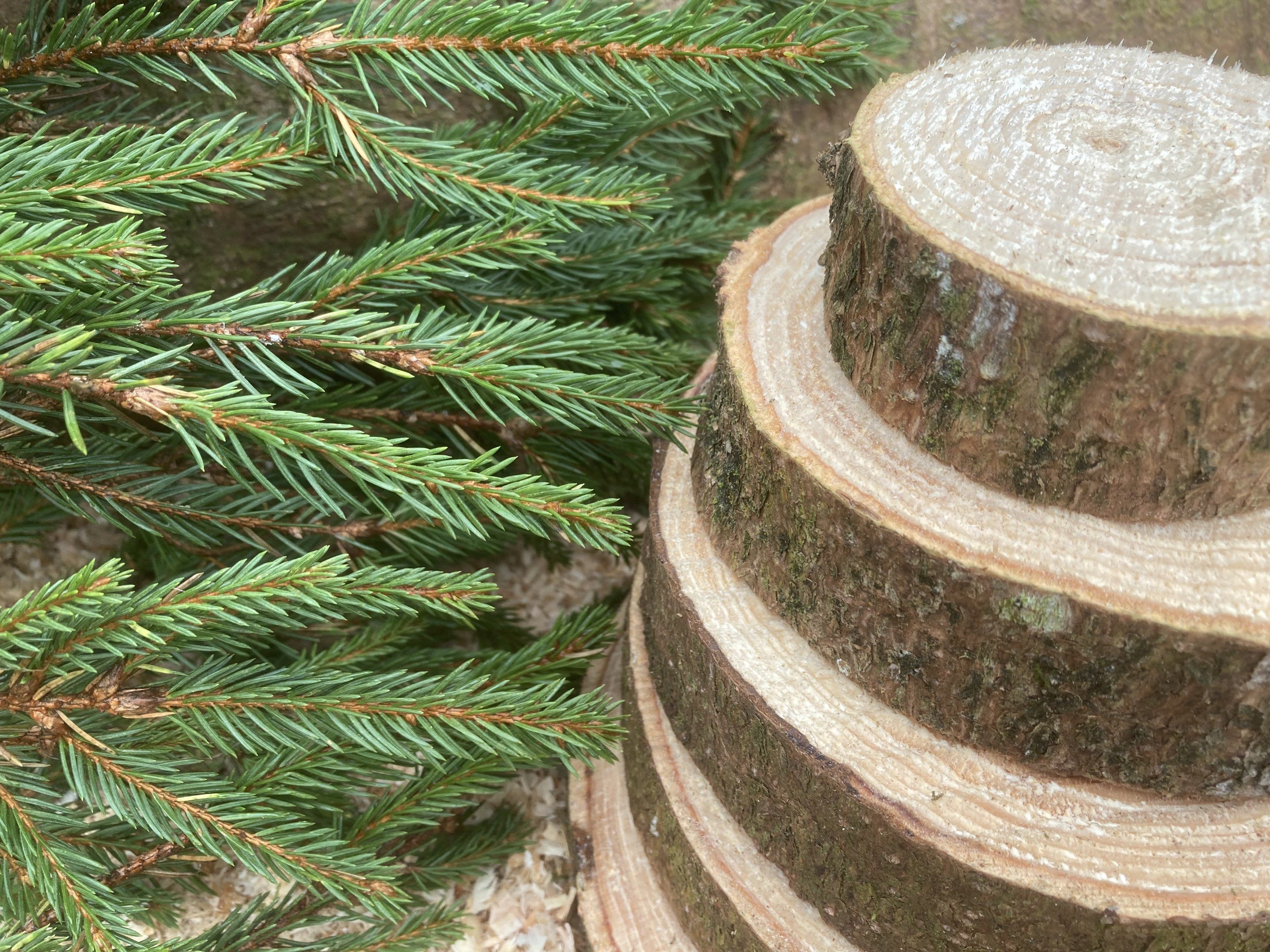 Norway Spruce Wood Slices | Natural Rustic Pine Log Rounds | Wedding ...