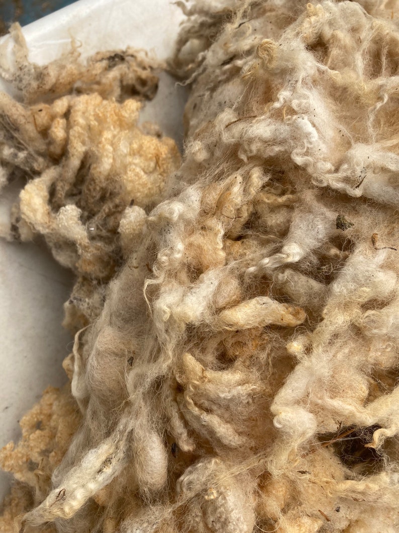Wool Unprocessed Raw Sheep Wool Fleece | Natural Unwashed Devon Wool | Spinning, Felting ...
