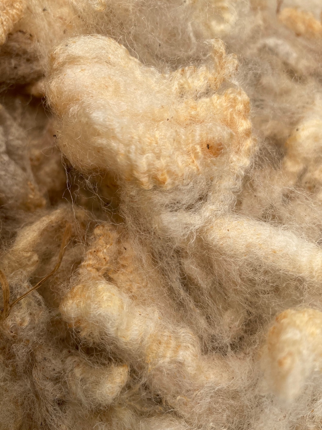 Raw Sheep Wool Fleece | Natural Unwashed Devon Wool | Spinning, Felting ...