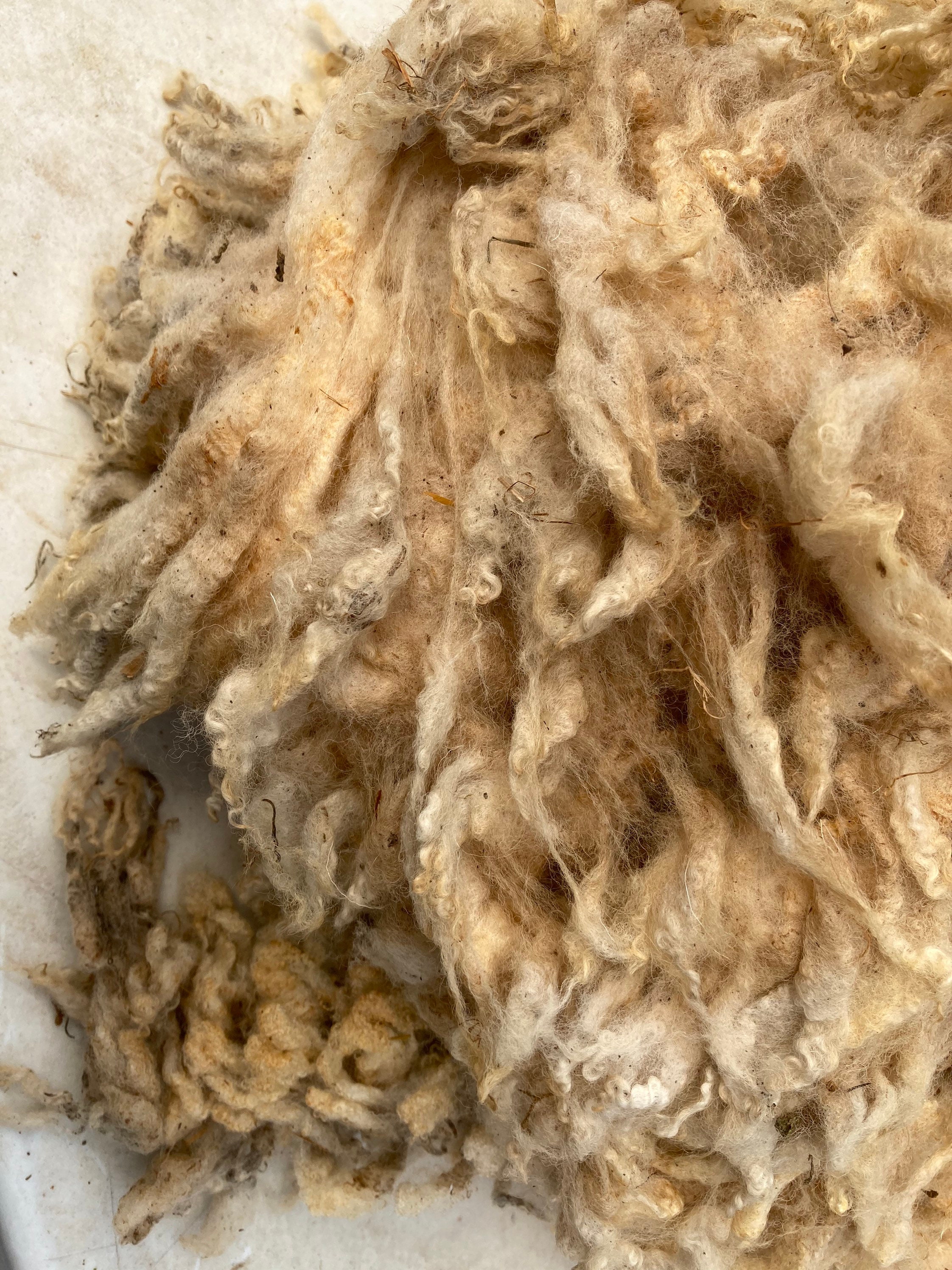 Raw Sheep Wool Fleece | Natural Unwashed Devon Wool | Spinning, Felting ...