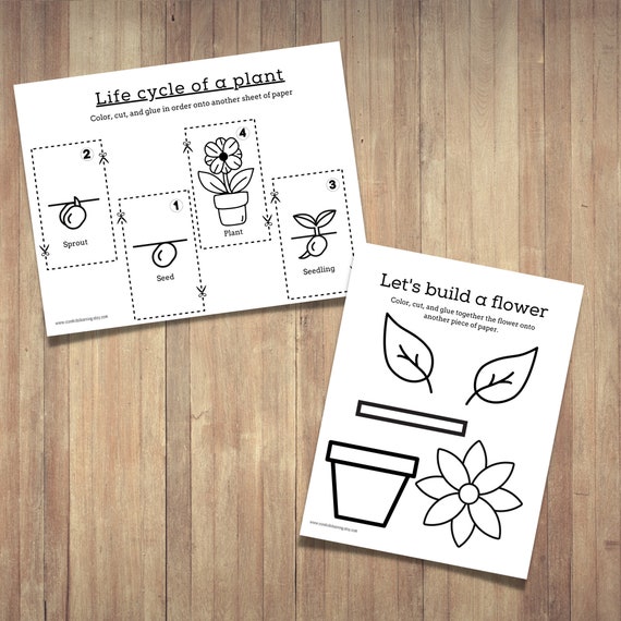 Build a Flower and Life Cycle of a Plant Color and Cut