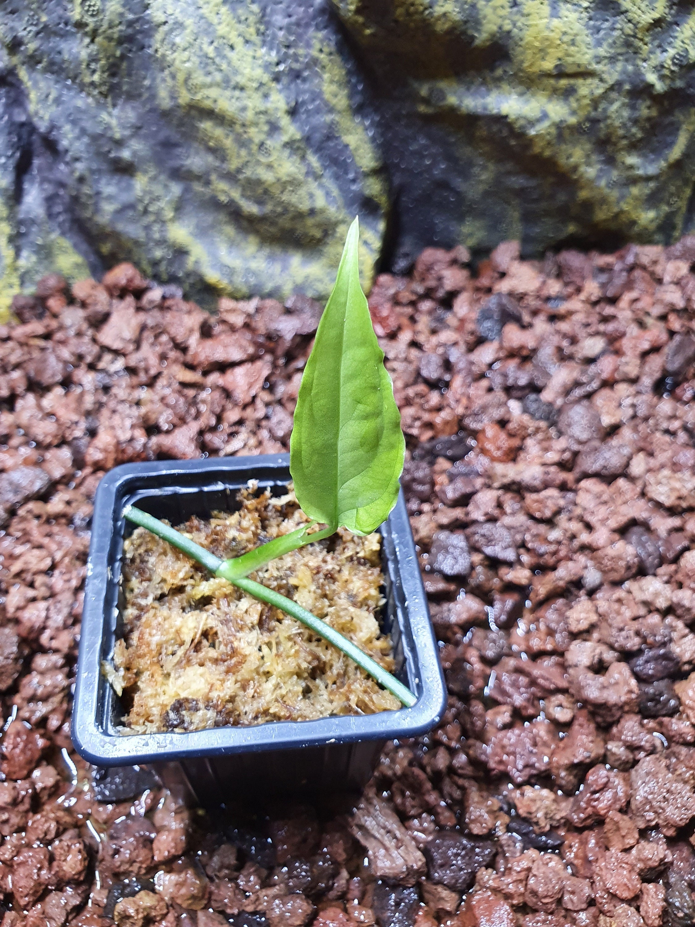 Monstera Obliqua Peru