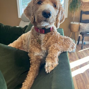 May include: A light brown and white dog with a red collar and a name tag that says "Willow" is sitting on a green couch. The dog is looking directly at the camera.