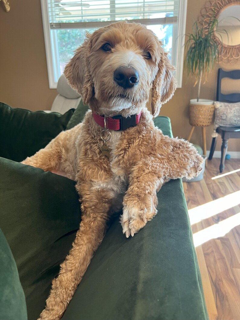 May include: A light brown and white dog with a red collar and a name tag that says "Willow" is sitting on a green couch. The dog is looking directly at the camera.