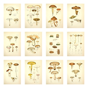 set of 13 vintage mushroom illustrations, printable wall art, kitchen art, vegetable print vol 2