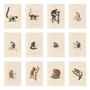 May include: A vintage set of 12 illustrations depicting different monkey species. Each monkey is shown in a natural pose, with detailed markings and colours. The illustrations are printed on a cream-coloured background.