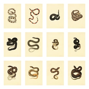 set of 13 vintage snake illustrations, printable wall art, art prints, wall decor