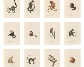 set of 13 vintage monkey illustrations, printable wall art, monkey art, wall decor vol 2