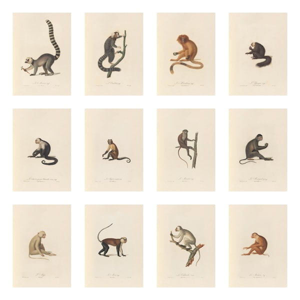 set of 13 vintage monkey illustrations, printable wall art, monkey art, wall decor vol 2