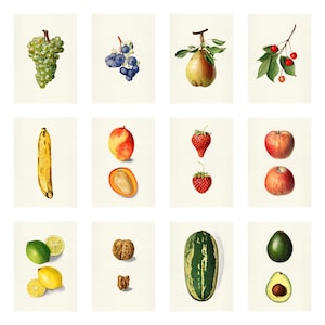 set of 13 vintage fruit illustrations, printable wall art, art prints , wall decor, fruit wall art