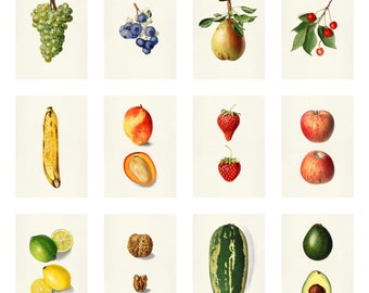 set of 13 vintage fruit illustrations, printable wall art, art prints , wall decor, fruit wall art