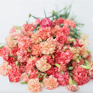 40+ oranje sorbetanjerbloemzaden / Dianthusbloemzaad / GGO-vrij / Dianthus caryophyllus / Geurend / (143) F