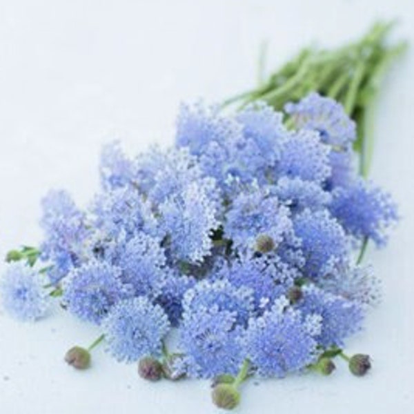 Lacy Lavender Blue Didiscus Seeds / Flower Seeds / Purple Flower / Cottage Garden Flower (#118)/ 35+seeds