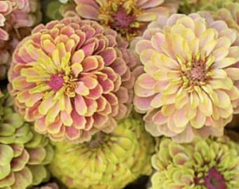 Queeny Lime with Blush Zinnia, Zinnia elegans, 10 Seeds