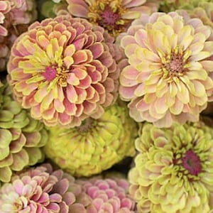10 Novelty Queeny Lime with Blush Zinnia Flower Seeds / Flower Seeds / Zinnia elegans / Summer Flower /(#9) F