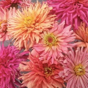 25+ Cactus Flowered Mix Zinnia Seed /  Zinnia elegans / Cottage Garden Flower / Flower Bouquet / Pastel Pink Mix Zinnia / (85) F