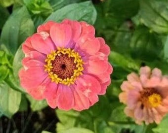 Novidade! Mais de 50 sementes de zínia peruana / Zinnia peruviana / Jardim campestre / (GE36)F