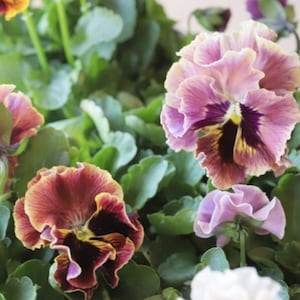 20 Ruffled Pansy Mixed Flower Seeds / Winter Spring Flowering Pansy / Can-Can Mix / English Cottage Garden / (G31) F