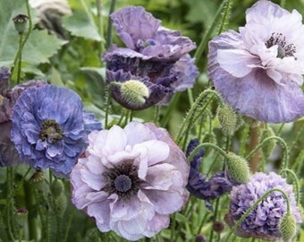Può includere: Un gruppo di fiori di papavero viola e blu in fiore. I fiori hanno petali delicati e sono circondati da fogliame verde.