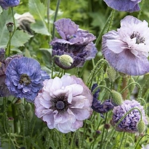 Amazing Grey Moon Seeds / Papaver rhoeas / Fijne kanten bloem / Cottage Garden-plant / zaaien in de herfst en vroege lente / 50+ / 100+ (W24) F