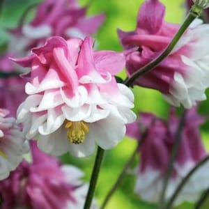 50+ Dwarf Columbine Mix Seed / Aquilegia vulgaris / (GE1) F