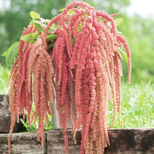 100+ Coral Fountain Amaranthus Flower Seed / Amaranthus caudatus/ (76) F
