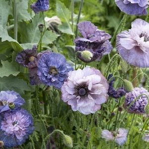 Incroyables graines de pavot grises / Papaver rhoeas / Fleur délicate / Jardin de cottage anglais / 50+ / 100+ / (W24) F