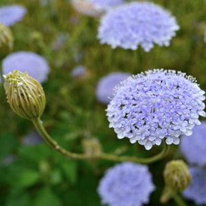 30+ Lacy Lavender Blue Didiscus Seeds / Flower Seeds / Purple Flower / Cottage Garden Flower (118) F