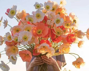 Mélange de graines de fleurs de pavot d'Islande dans une grande tasse / Mélange de pavots pastel / Bouquet de fleurs coupées / (#C3)B / Plus de 60 graines