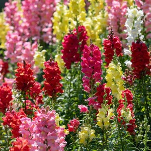 100+ Snapdragon mix Seeds / Cottage Garden Flower / Snapdragon Rainbow Mix / Antirrhinum majus / (W14) F