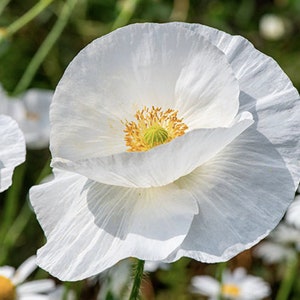 100+ Delicate Bridal Silk White Poppy Seeds / Papaver Rhoeas / Shirley Poppy Flower / Cottage Garden / (D3) F