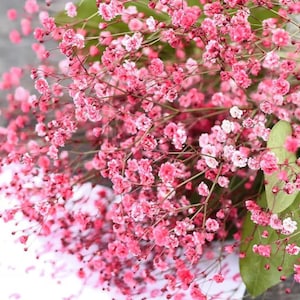 50+ / 100+ / 15)+ Crimson Schleierkraut Samen / Gartenblumensamen / Für Blumenstrauß / Für getrocknete Schnittblumen /(GE5) F