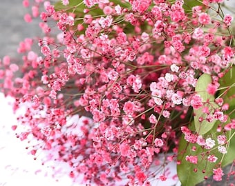 Crimson Baby's Breath-zaden, tuinbloemzaden, voor boeketvuller, voor gedroogde snijbloemen, 50+ / 100+ / 150+ / zaden