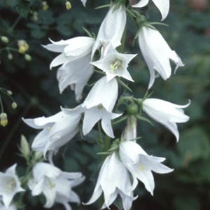 50+ Campanula Trachelium Alba Samen / Nesselblättrige Glockenblume / Classic Cottage Garden (GJ8) F