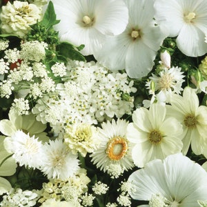50+ White Bouquet Mix Seeds / Variety Wild Flower Mix Seeds / White Flower Mix / (D8) F